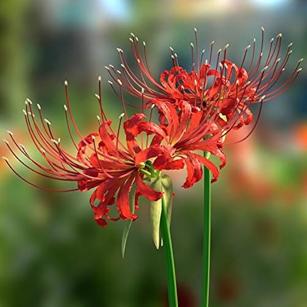 Floriculture Greens Imp. Lycoris Lily (Spider Lily) Bulbs For Home